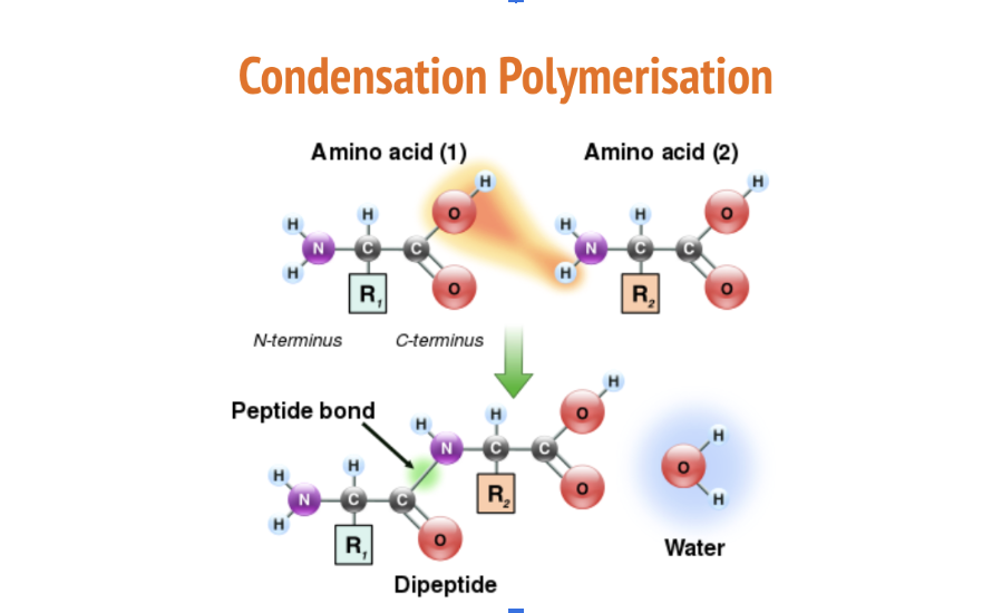 <p>the reaction that joins amino acids to form a polypeptide</p><ul><li><p>The carboxyl group of one amino acid is joined to another, forming a peptide bond</p></li><li><p>Releases water (condensation) + requires an input of energy (anabolic)</p></li></ul><p></p>