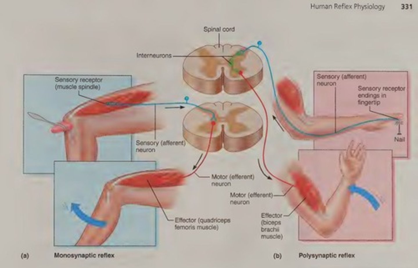 <p>A reflex integration center with a single sensory neuron and a motor neuron, such as the patellar reflex.</p>