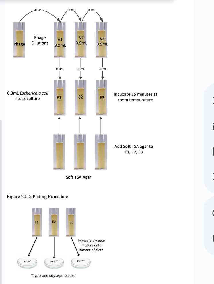 <p>explain this process</p>