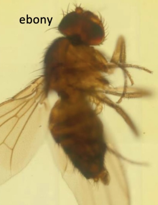 <p>Mutant Drosophila melanogaster - ebony (imago)</p>