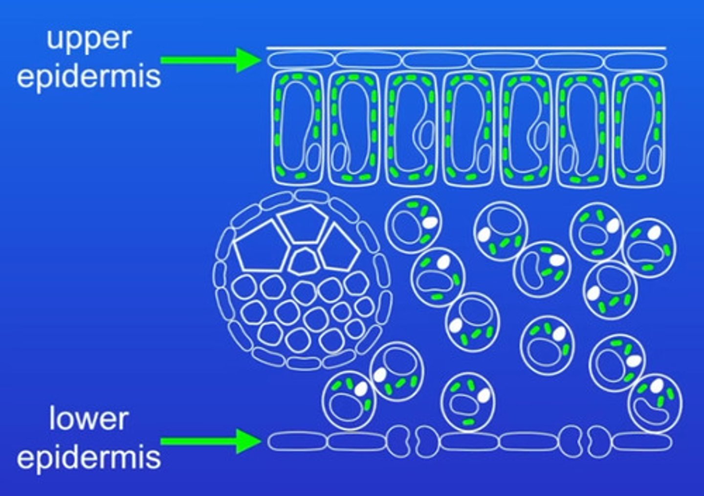 <p>So light can pass through to photosynthetic tissues below</p>