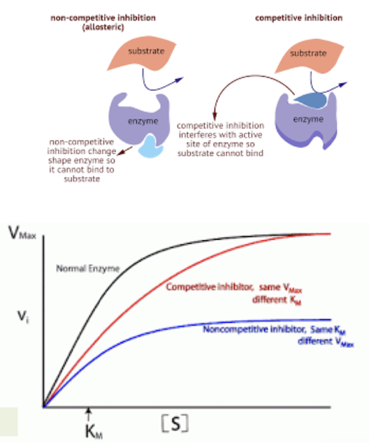 <ul><li><p>Reversible inhibition</p></li><li><p>Is a process where a substance similar to the substrate competes for binding to the active site of an enzyme, reducing the enzyme's activity and slowing down the reaction rate.</p><ul><li><p><span>usually resemble the substrate in structure but high enough levels of substrate can compete out the inhibitor</span></p></li></ul></li></ul><p></p>