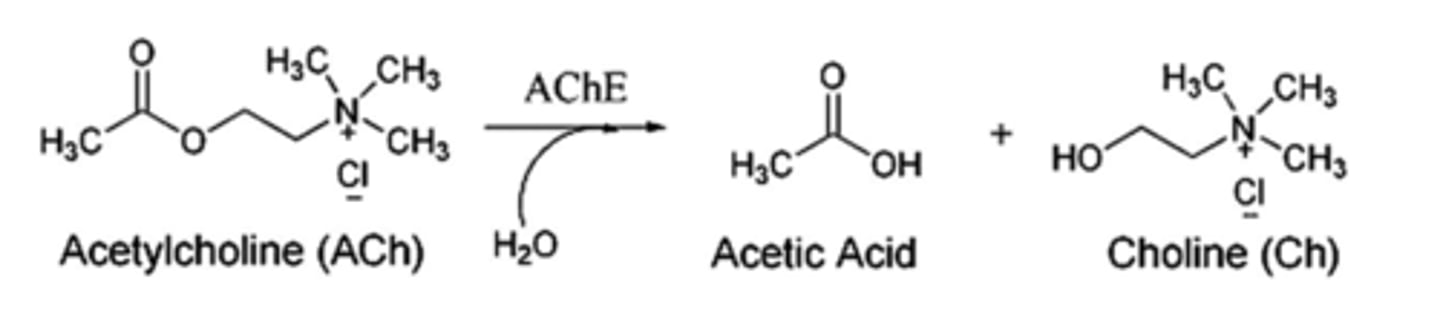 <p>Acetylcholinesterase converts ACh into choline and acetate</p><p>-Acetylcholinesterase (AChE) is abundant in synaptic cleft and works extremely fast (< 1msec)</p><p>-A number of neurotoxins (Sarin, VX) and pesticides inhibit AChE, causing paralysis + heart failure</p>