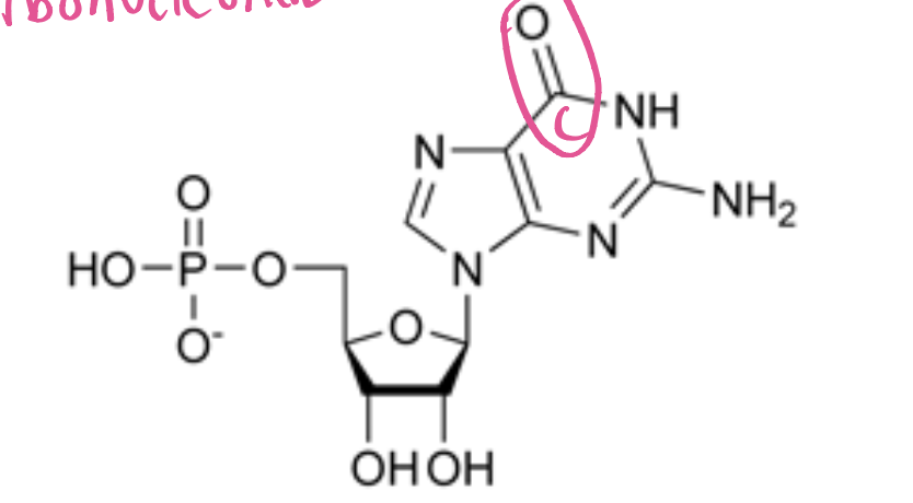 <p>ribose+guanine+phosphate, a nucleotide that plays a role in<strong> cellular signaling and energy transfer. </strong>(Purine)</p>