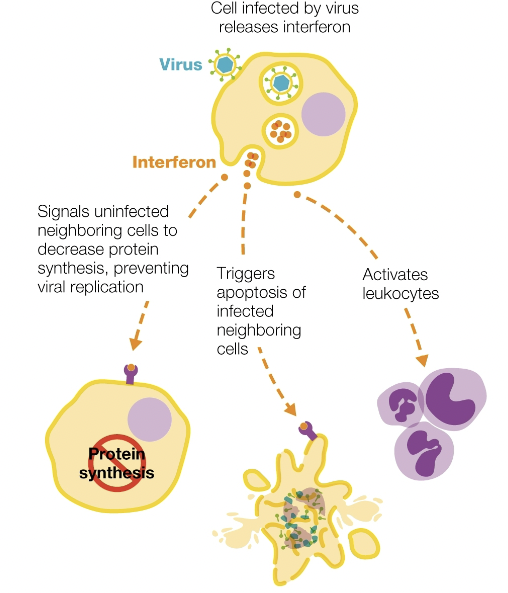 <p>interferons(IFNs)</p>