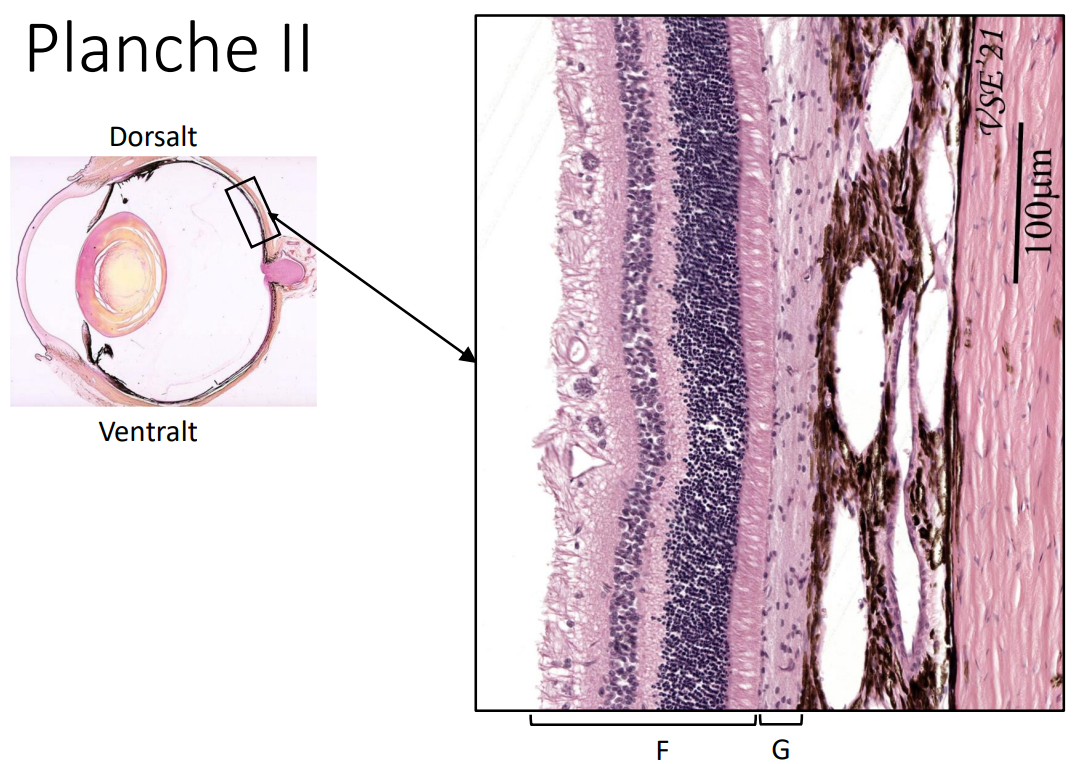 <p>Tapetum lucidum</p>