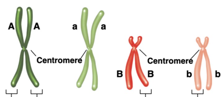 <p>The A and B genes are _____________</p>