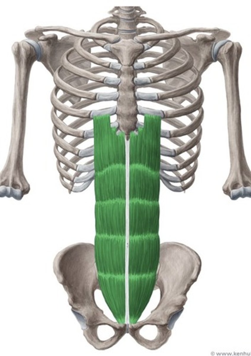 <p>Classic 6 pack muscles</p>