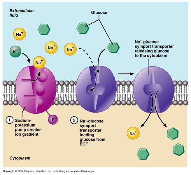 <p>Sodium potassium pumps help maintain a higher concentration of Na+ ions outside of the cell, and a higher concentration of K+ ions inside the cell. <br><br>They are used all the time, and are important for: </p><ul><li><p> Restoring ion gradients after action potentials in nerve signaling</p></li></ul><ul><li><p>Muscle contractions</p></li><li><p>Regulating the size of the cell, preventing it from swelling or shrinking</p></li></ul><p></p>
