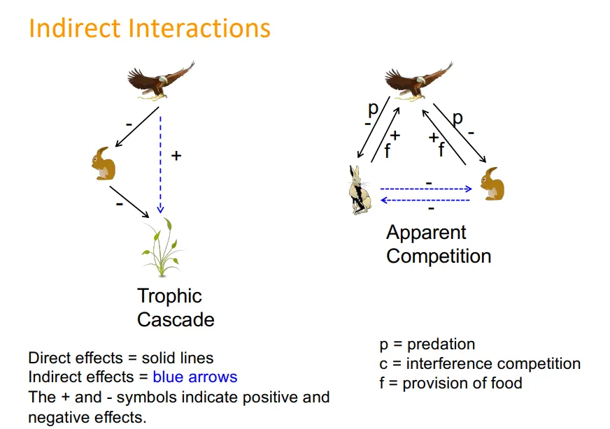 <p>indirect interactions, eg: </p><ul><li><p>between two species on one trophic level which have apparent competition for not being preyed upon, etc-  eg. red vs grey squirrels with the squirrel pox virus</p></li><li><p>tropic cascades </p></li></ul><p></p><p>keystone species:</p><ul><li><p>species with much larger impacts on the ecosystem than might be expected from its abundance</p></li><li><p>if these were to go extinct, the effects will be widespread, often but not always predators</p></li></ul><p></p>