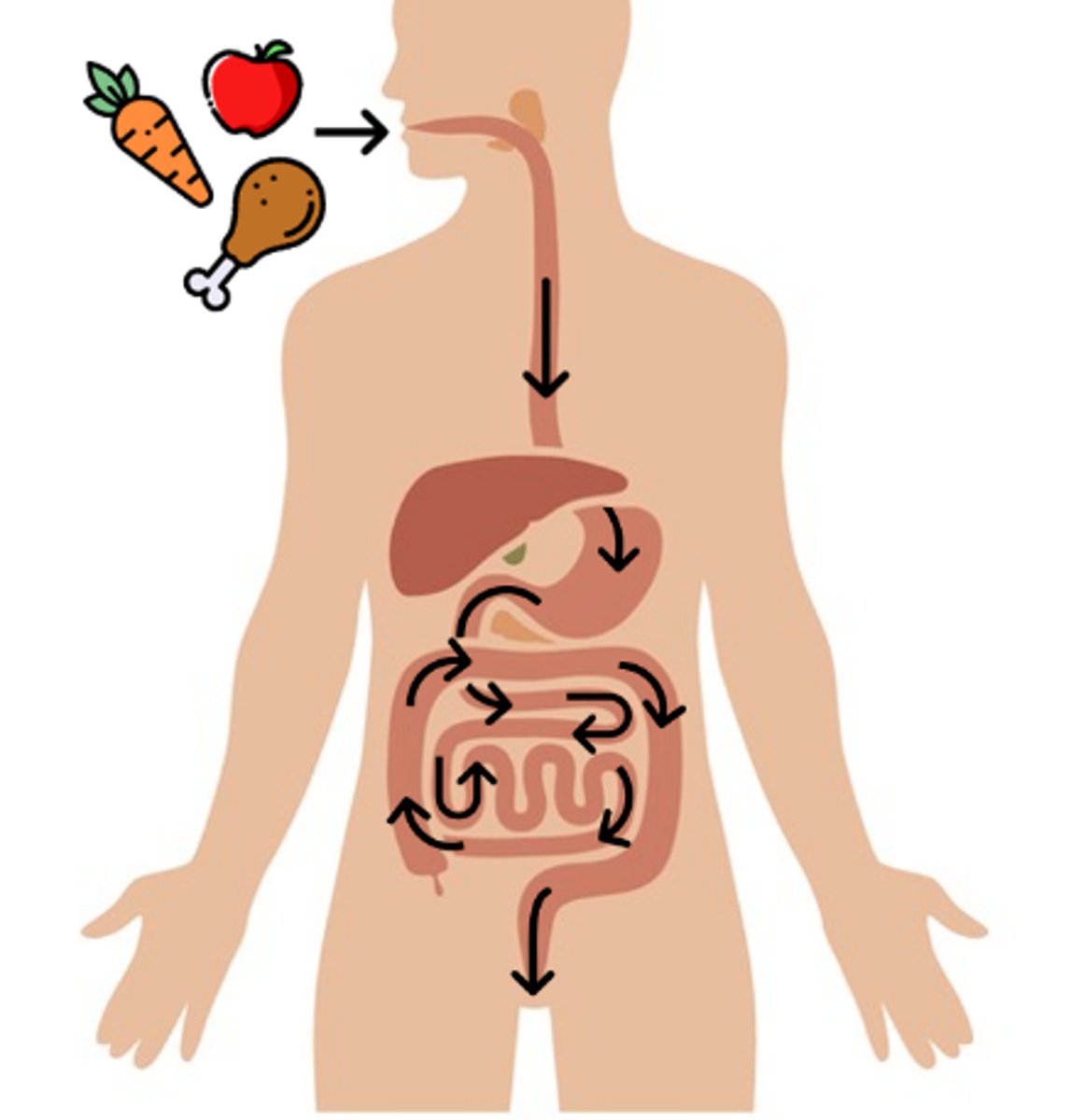 <p>the pathway that food takes through the digestive system, also called the digestive tract</p>