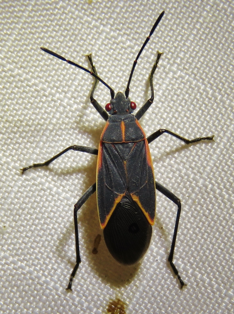 <p>Hemiptera</p><p>scentless plant bugs</p>