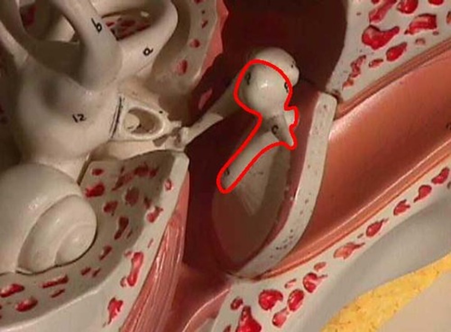 <p>what part of the ear is this?</p>
