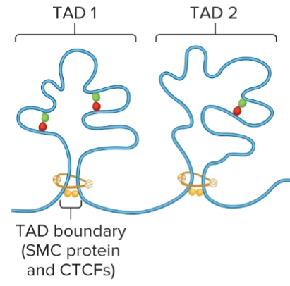 <p>TAD boundaries</p>