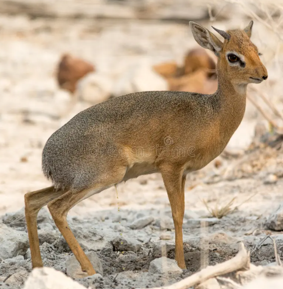 <p>Spitzkoppe, swakopmund</p>