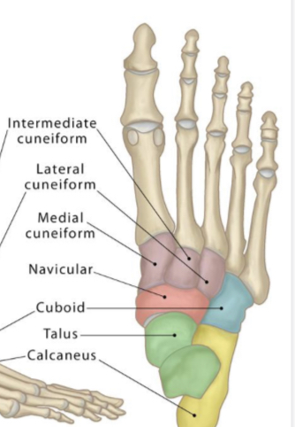 <p>tarsals</p>