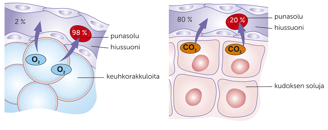 Ensimmäisessä kuvassa hapen osuus verihiutaleissa ja punasoiluissa. Toisessa kuvassa hiilidioksidin osuus verihiutaleissa ja punasoluissa. 