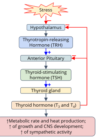 <ul><li><p class="">No TSH → Thyroid <strong>shrinks</strong></p></li><li><p class="">Too much TSH → Thyroid <strong>grows</strong> (enlarges follicles)</p></li></ul><p></p>