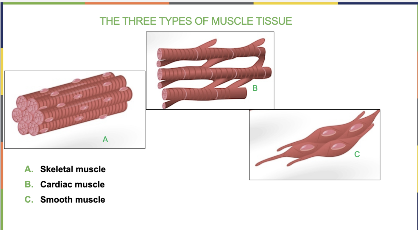 <p>1.Skeletal Muscle</p><p>2.Cardiac Muscle<br>3.Smooth Muscle</p><p></p>
