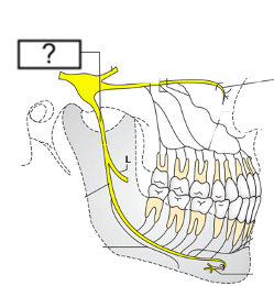 <ul><li><p>CN V<sub>3</sub></p></li><li><p>sensory and motor nerve</p></li><li><p>enters foramen ovale</p></li></ul>