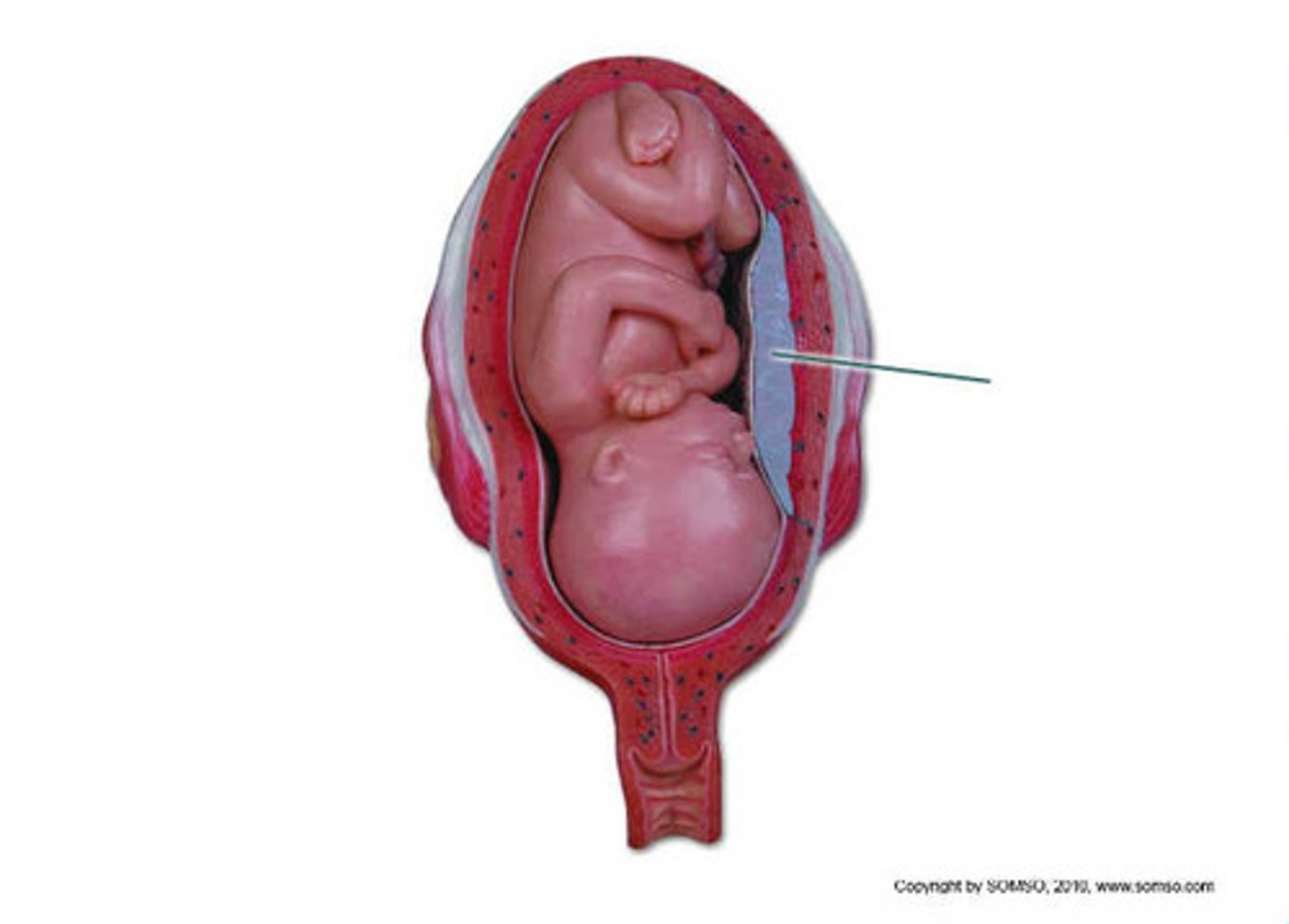 <p>placenta</p>