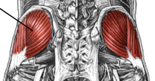 <p>Which muscle of the femur is:</p><ul><li><p>Deep to gluteus maximus</p></li><li><p>Action: abducts &amp; medial rot hip</p></li><li><p>Nerve: superior gluteal</p></li></ul><p></p>