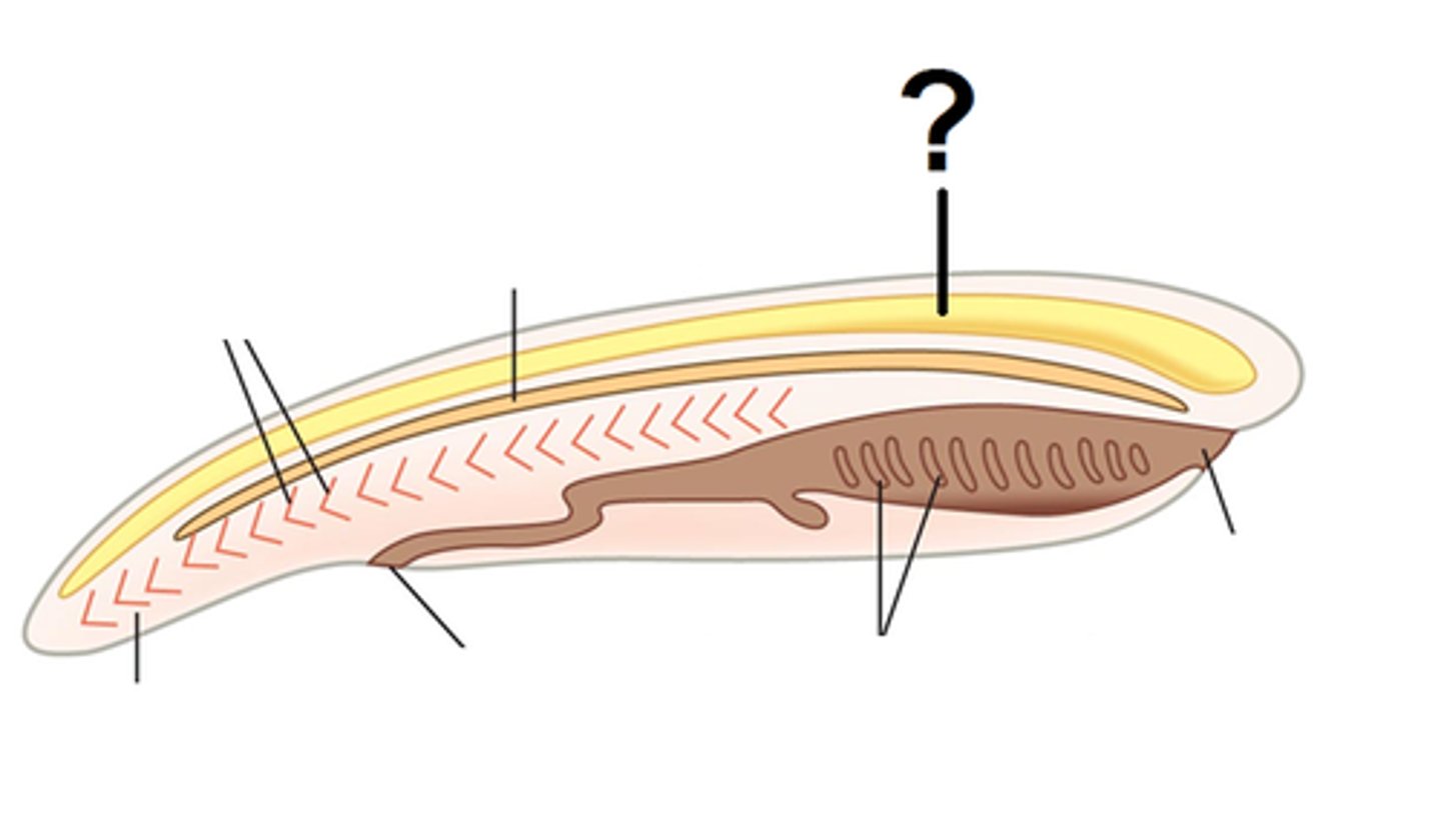 <p>- differs for nerve cord of non-chordates</p><p>- expanded at anterior end</p><p>- replaced by "brain"</p>