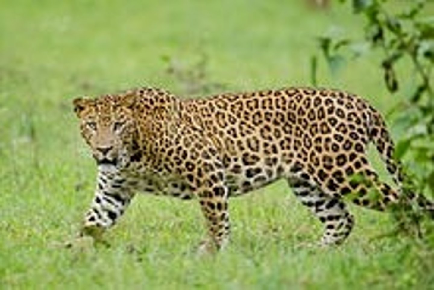 <p>leopard</p>