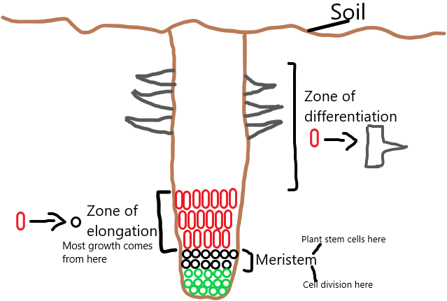<ul><li><p>Cell division in plants take place in regions of the plant called meristems. These tissues are found in the tips of roots and shoots</p></li><li><p>Plants only get taller when cells in meristems elongate following cell division</p></li><li><p>After this cells differentiate into their final form </p></li></ul><p></p>