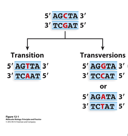 <p>Types of _______Mutations = changes to a single nucleotide</p><p>•A________exchanges one purine for another one or one pyrimidine for another.</p><p>•A_______changes a purine for a pyrimidine or vice versa.</p>