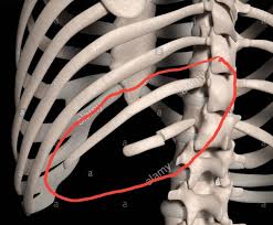 <p>lower ribs not attached to sternum</p>
