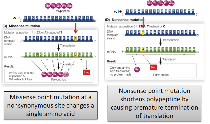 <p><strong>Missense Point Mutation</strong><br> Occurs at a nonsynonymous site of a codon<br> Changes a single amino acid in the protein</p><p><strong>Nonsense Point Mutation</strong><br> Converts a sense codon into a stop codon<br> Causes premature termination of translation<br> Shortens the polypeptide</p><p><strong>General Effect</strong><br> Point mutations may change an amino acid or cause loss of amino acids at the carboxyl terminus of the protein</p>