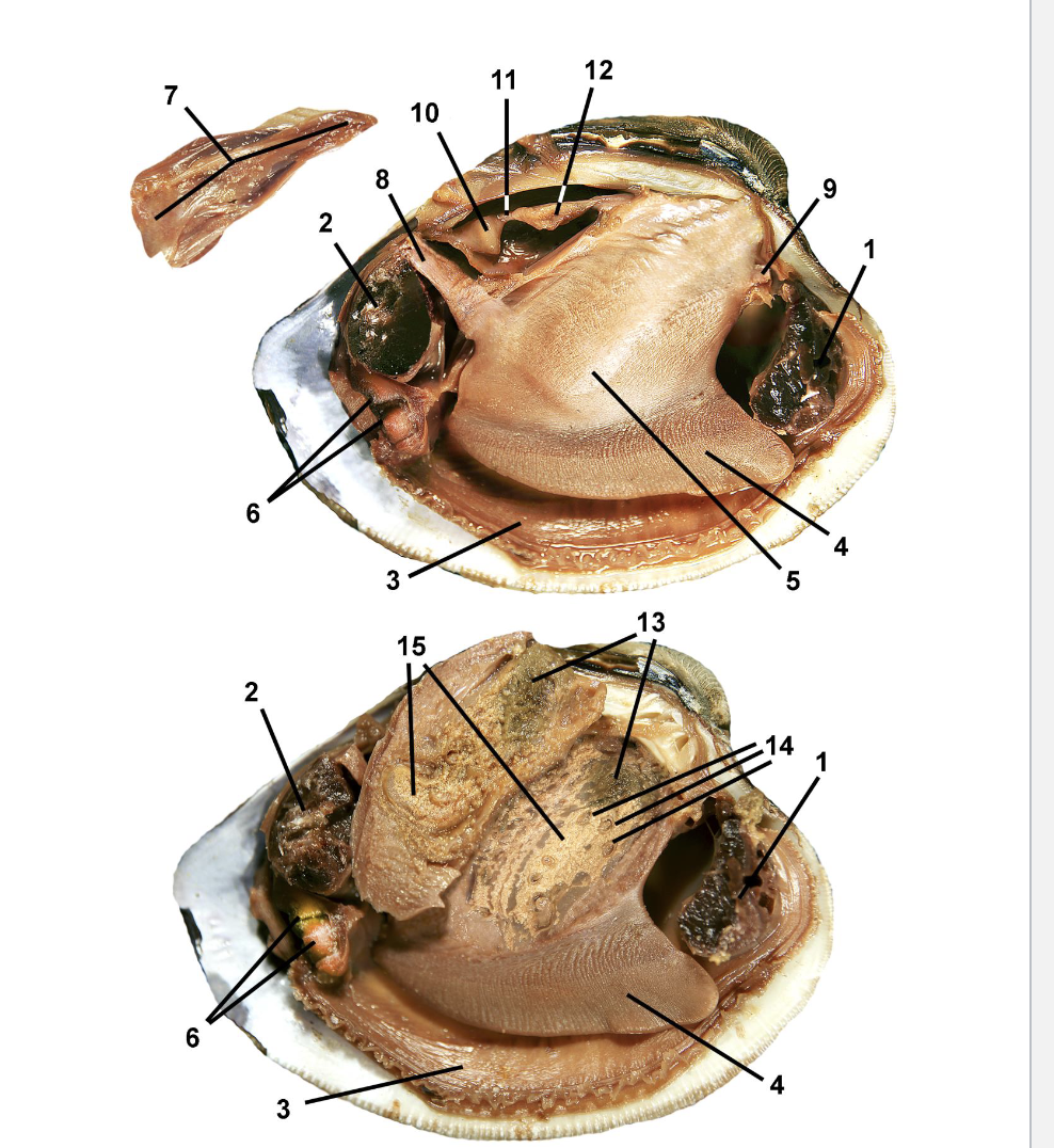 <p>Identify the labeled parts of this Venerida clam dissection.</p>
