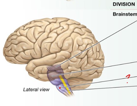 <p>regulates autonomic functions (HR, breathing BP)</p><p>Nuclei of cranial nerves </p>