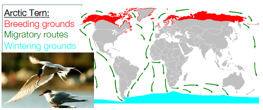 <p>reason: increases amount of space for breeding, in turn decrease territorial behavior<br>process: <br>-change in day length increase hormonal activity, stimulates physiological/behavior changes, north for summer breeding grounds (lots of food, few predators, south for wintering regions<br>follow migratory routes called <u>flyways</u><br>Combination of instinctive + learned behavior: <br>- Magnetic cues (innate)<br>- Visual cues (learned)<br>- Olfactory cues (learned) also used in some<br>- Stars</p>