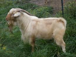 <p>Texmaster (meat)</p>