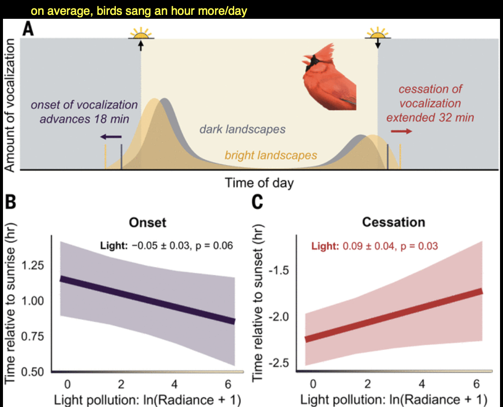 <ul><li><p>if theres more light, would extend hours they sang at</p></li><li><p>on average, birds sang an hour/day</p></li><li><p>Larger eyes, migrants starting earlier, ending later with more ALAN (big eyes is adaptation for lower light levels, so ALAN would have stronger effects)</p></li></ul><p></p>