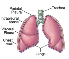 <p>membranes that surround the lungs</p>