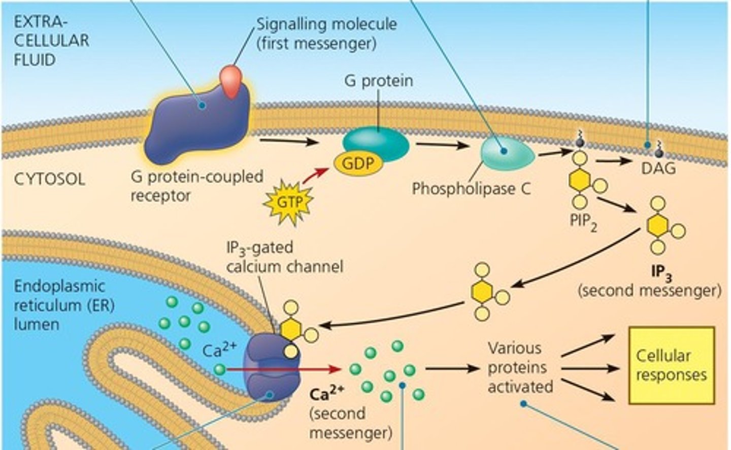 <p>Calcium ions can enter the cell and trigger various cellular responses, often through IP3 pathways.</p>