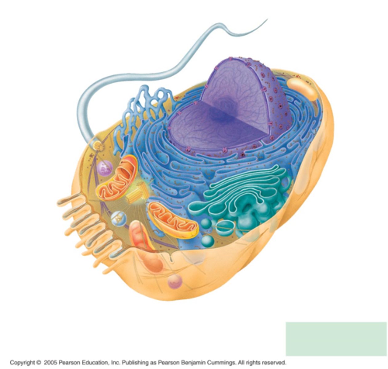 <p>1. lysosomes</p><p>2. centrioles</p><p>3. flagella</p>