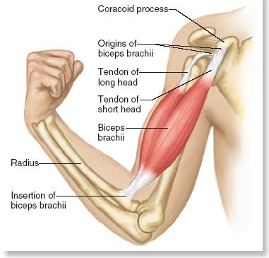 <p>Agonist: Biceps brachii; Synergists: Brachialis, Brachioradialis; Antagonist: Triceps brachii; Fixator: Muscles of the shoulder.</p>