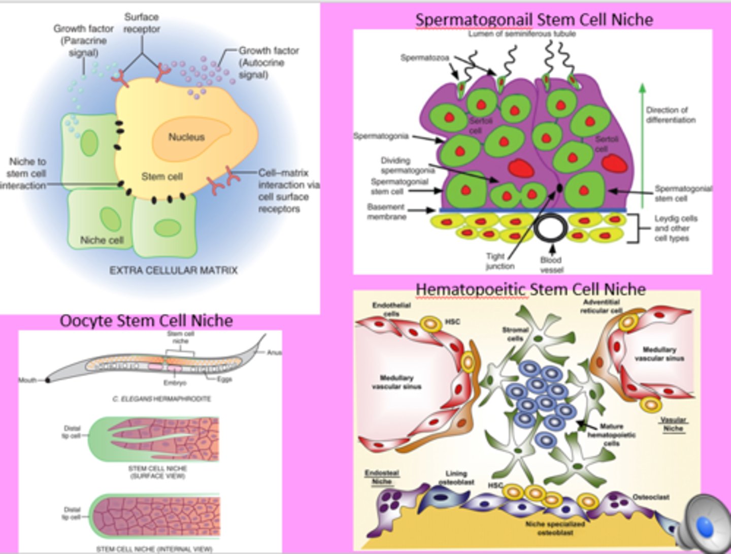 <p>1. gut</p><p>2. testes</p><p>3. bone marrow</p>
