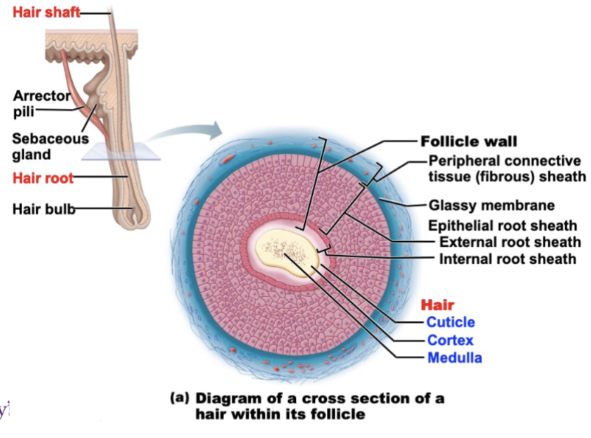 <p>Root</p><ul><li><p>Embedded in the skin</p></li></ul><p>Shaft</p><ul><li><p>Projects above the skin’s surface</p></li></ul><p></p><ul><li><p><strong>Medulla</strong> - central core; contains large cells and air spaces</p></li><li><p><strong>Cortex</strong> - surrounds the medulla; layers of flattened cells; most heavily keratinized (provides strength)</p></li><li><p><strong>Cuticle</strong> - outermost layer; single layer of overlapping cells (provides protection)</p></li></ul><p></p>