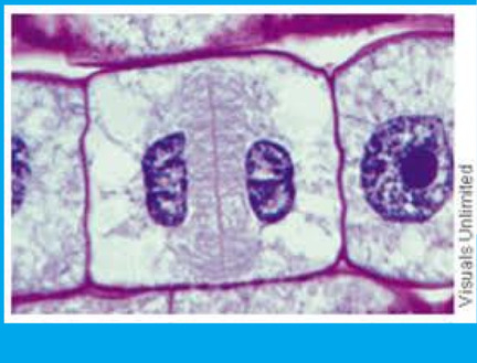 a cell plate forms

* new membranes and cell walls are formed in the center of the cell to seperate two new cells 