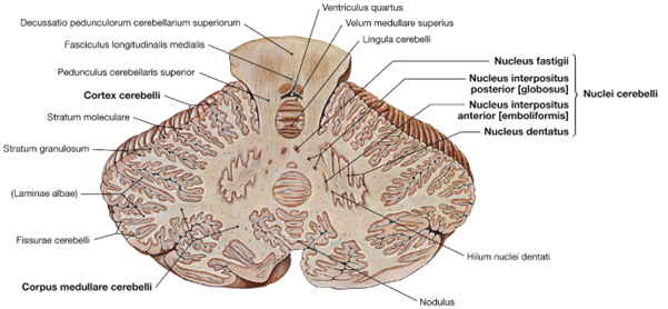<p>(Lateralt mod medialt)</p><ul><li><p>Nucleus dentatus</p></li><li><p>Nucleus emboliformis</p></li><li><p>Nucleus globusus</p></li><li><p>Nucleus fastiguus</p></li></ul><p></p>