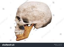 <p>Side View of Human Skull</p>