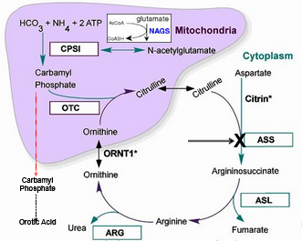 <p>Citrullinemia (ASS1) Deficiency</p>