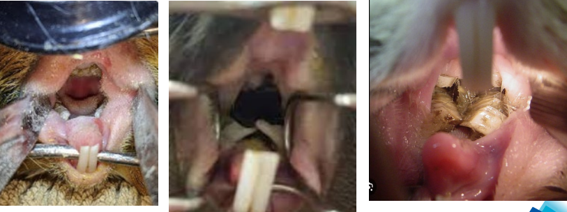 <p>Dental Disease</p><p>CSX</p>