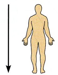 <p>Away from the head end or toward the lower part of a structure of the body; below.</p><p><strong>*Mainly used to describe the head and trunk (core).</strong></p>