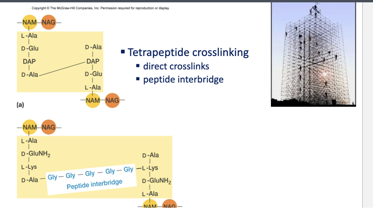 <p>direct crosslinks and peptide interbridge.</p>